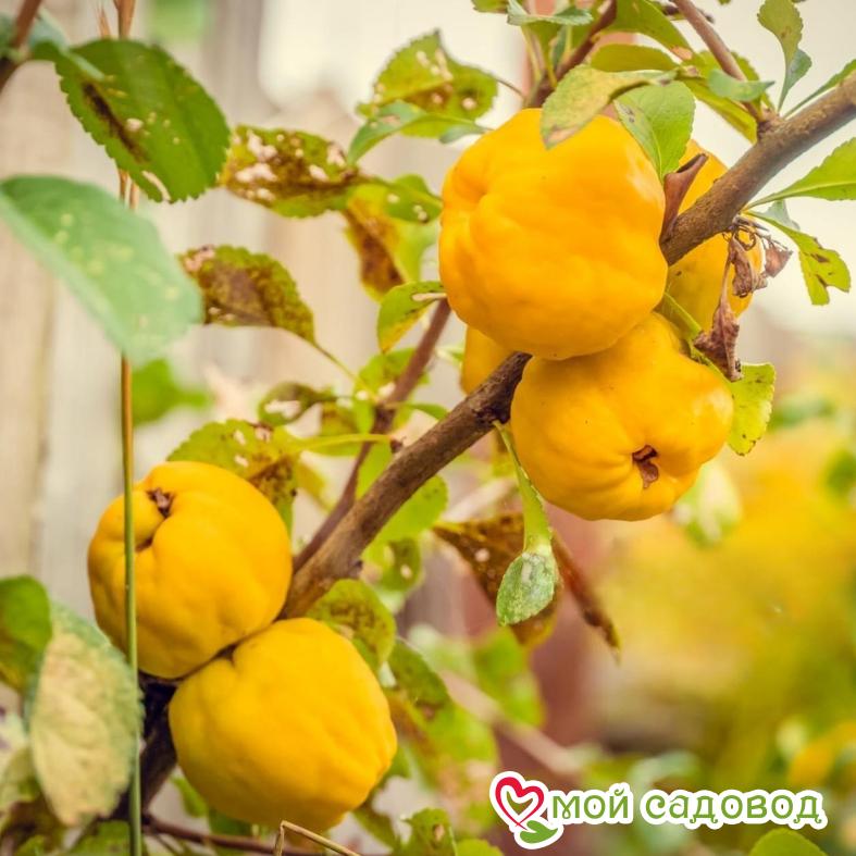 Айва Золотистая