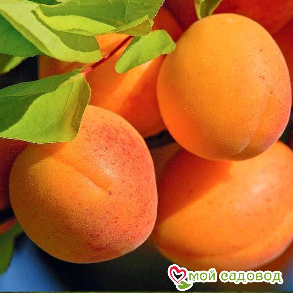 Абрикос Амур